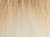 Blonde Fox Close-up
