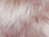 Wolf Fur Close-up